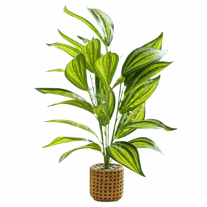Artificial Medium Dracaena Plant - Light Stone Pot (60cm)