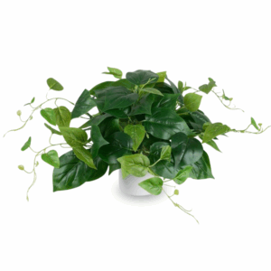 Small Artificial Philodendron cordifolium Table Plant in White Pot