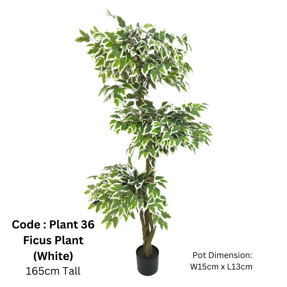 Artificial White Edged Ficus Microcarp 3 Stalks 165cm tall - Image 4