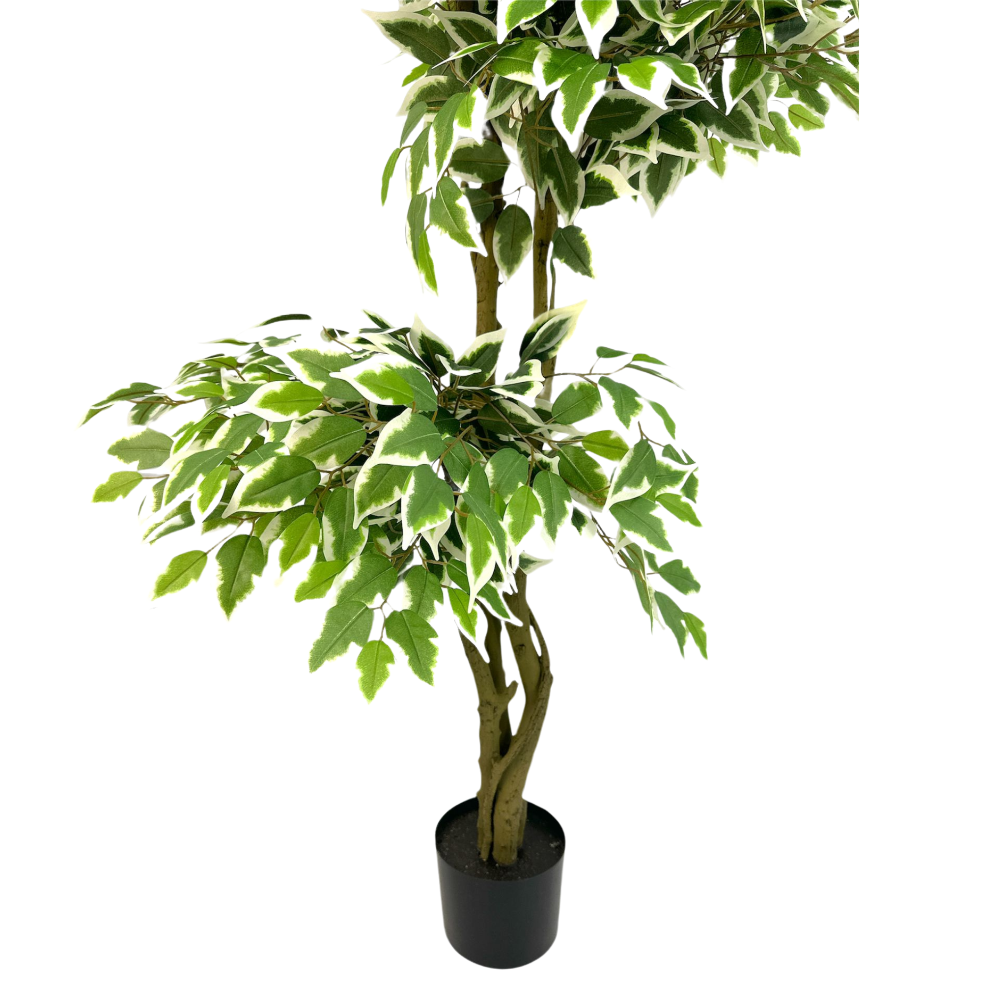 Artificial White Edged Ficus Microcarp 3 Stalks 165cm tall - Image 2