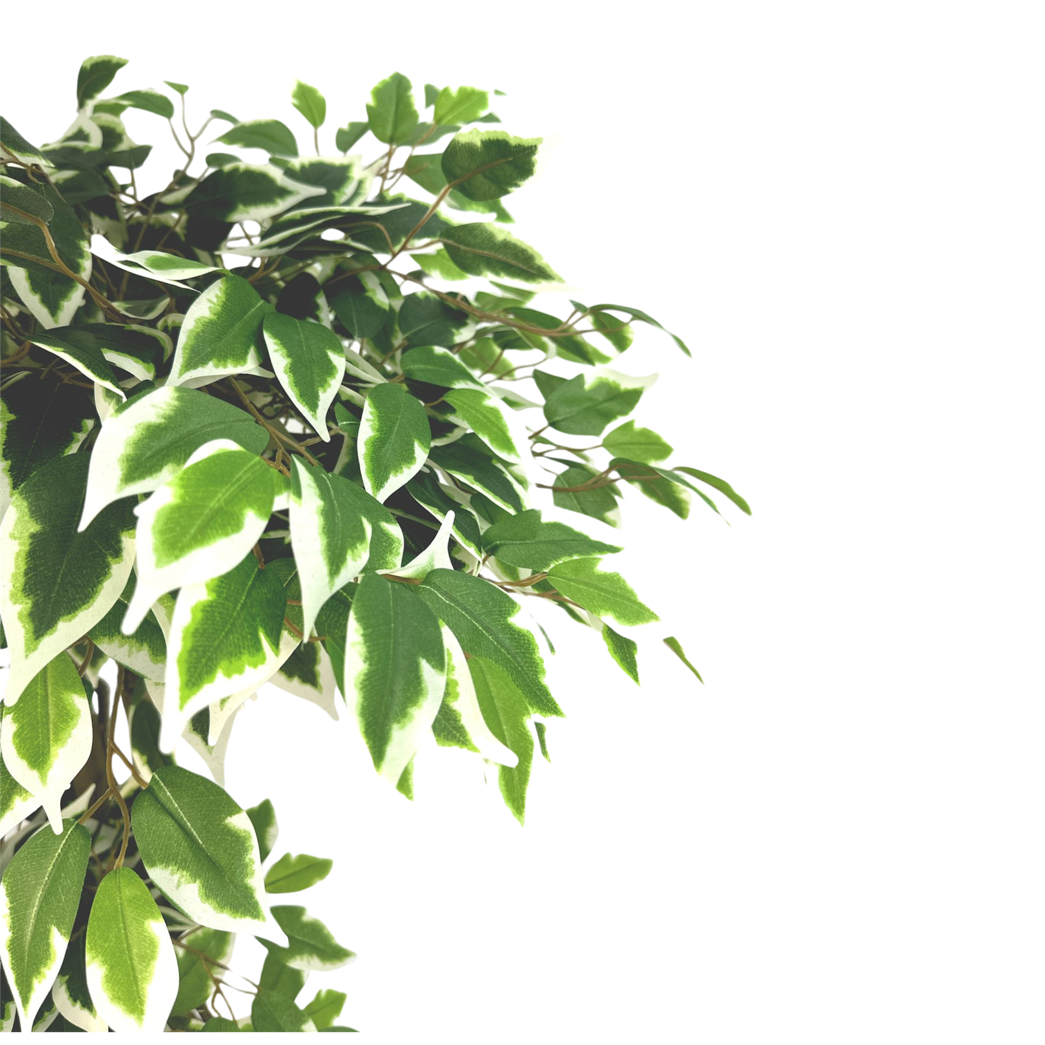 Artificial White Edged Ficus Microcarp 3 Stalks 165cm tall - Image 3