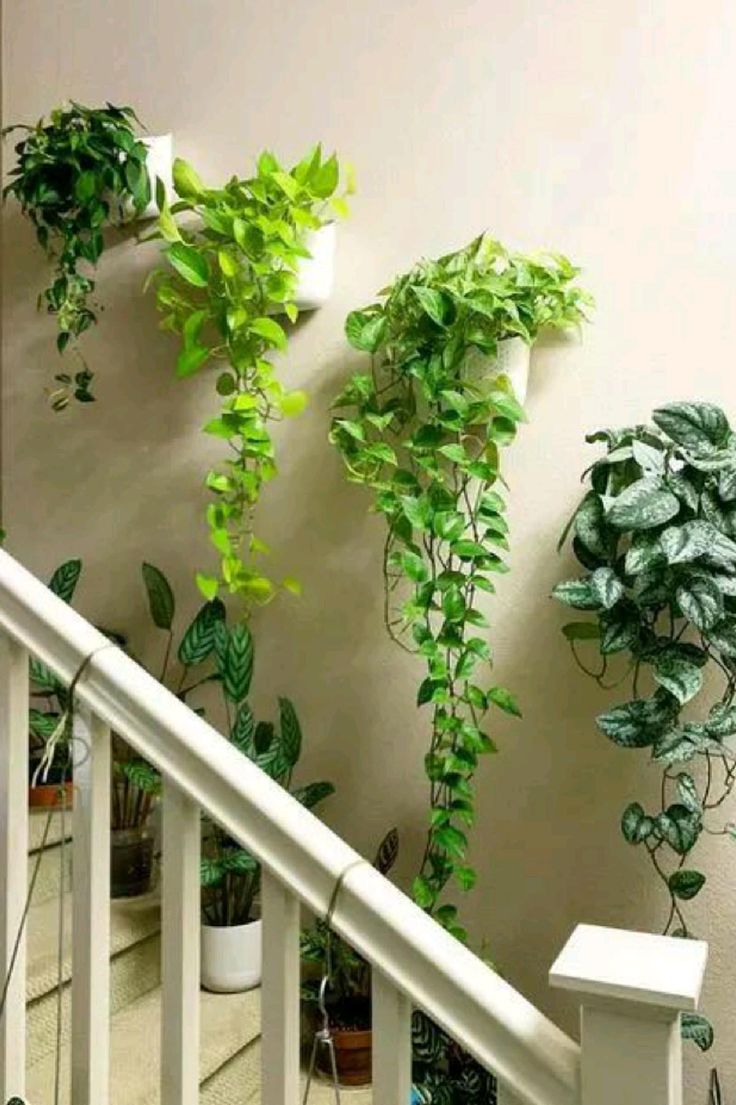 Artificial Hanging Vine Plant (Suitable for Wall Plant) - Image 5