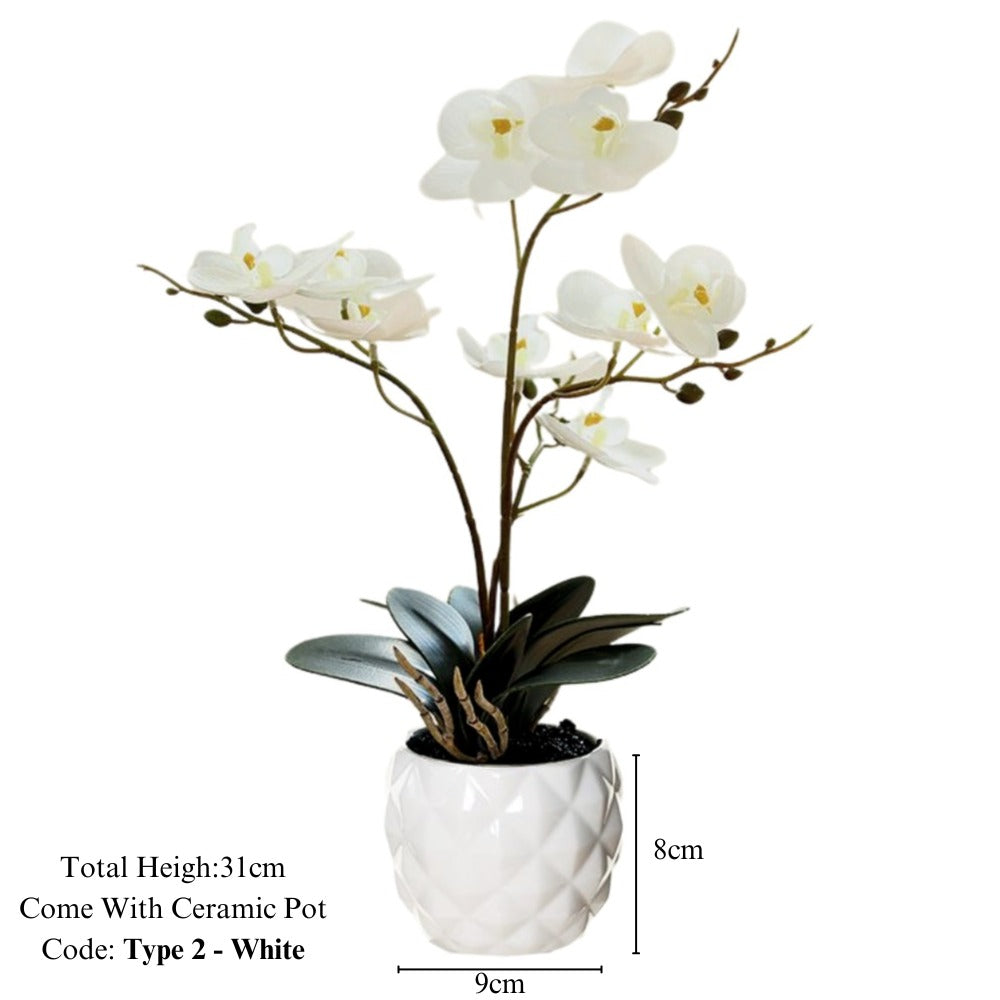Orchid in Pot - Ceramic White Pot (31cm) - Image 5