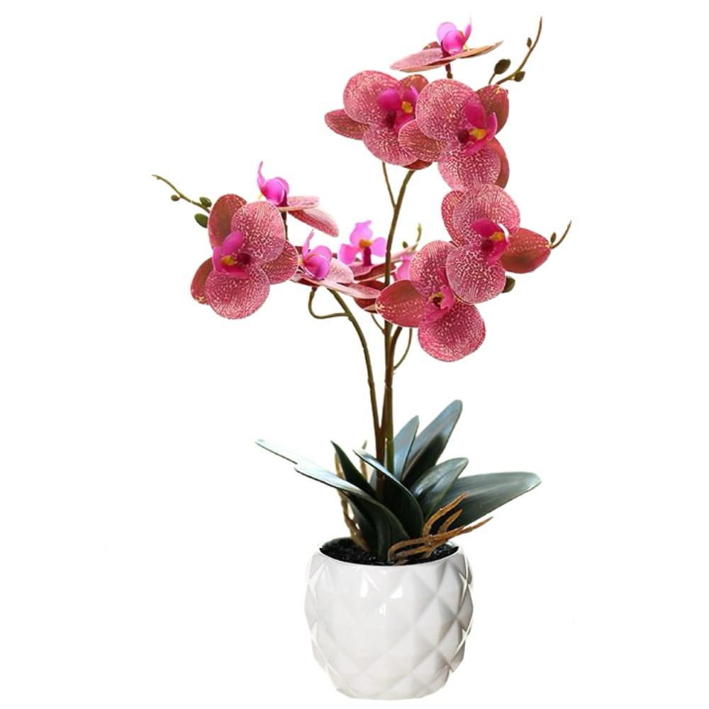 Orchid in Pot - Ceramic White Pot (31cm) - Image 3