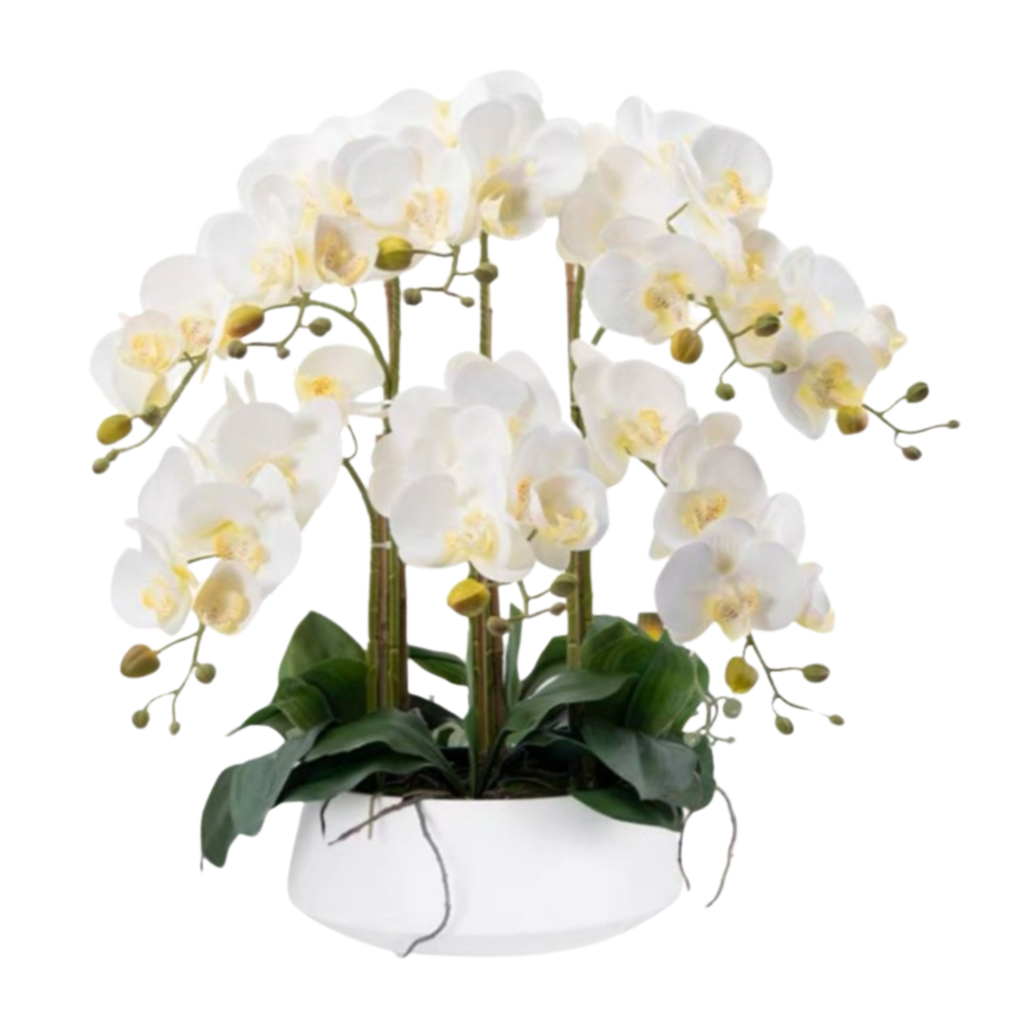 Orchid in Ceramic Pot - White (60cm) - Image 2