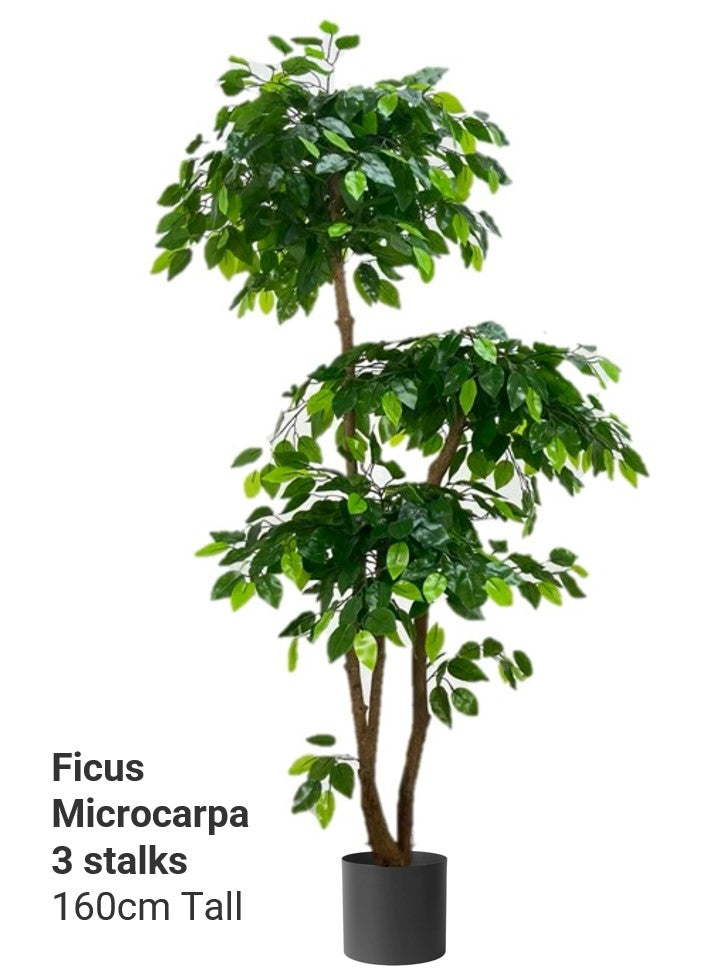 Artificial Ficus Microcarp 3 Stalks 160cm tall - Image 2