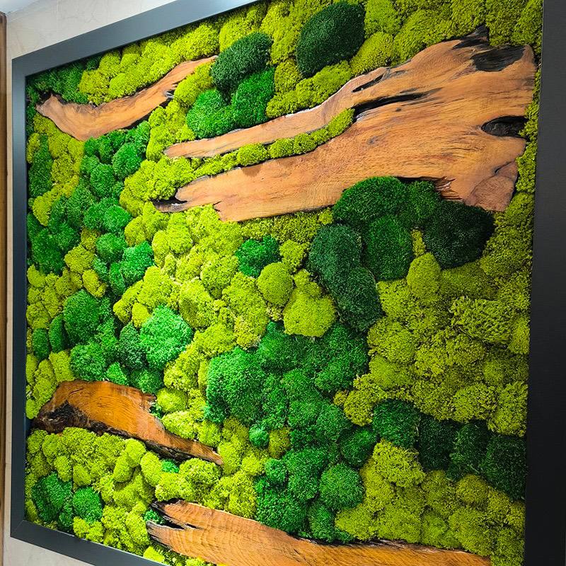Moss moss 02